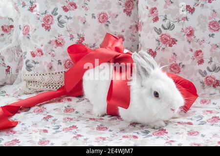 Weißes Kaninchen in einem anmutigen roten Band. Haustiere. Stockfoto