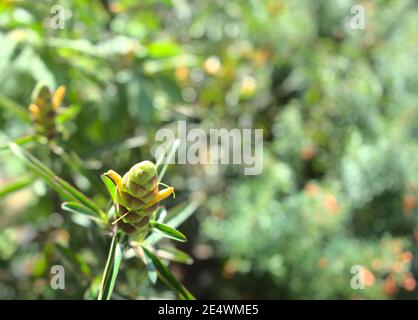 Grüne botanische natürliche Kräuterpflanze mit hellem Bokeh Hintergrund. Natur, Grün, asiatische Kräuterpflanze, Frische Umwelt Konzept. Stockfoto