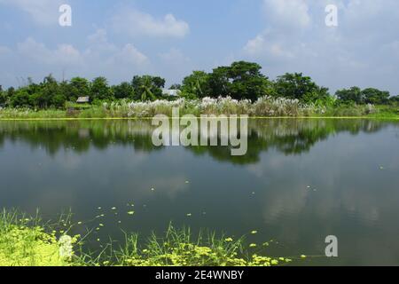 Natürliche Szene des Waldes von weißen kaschful Blumen (Katzenblume) in der Nähe des Flusses. Stockfoto