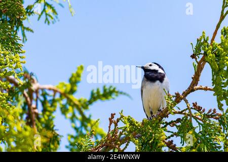 Motacilla alba. Weißer Wagtail an einem Frühlingstag auf einem Ast von Baum. Stockfoto