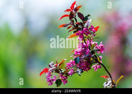 Nahaufnahme von vielen dekorativen roten Krabben-Apfel-Blumen in einem Baum in voller Blüte in einem Garten in einem sonnigen Frühlingstag, schöne Outdoor-Blumenhintergrund. Stockfoto