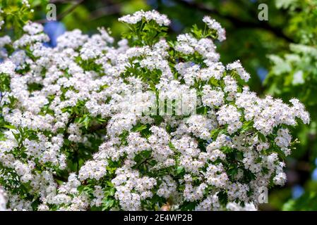 Makro der Weißdorn oder Crataegus monogyna im Frühling. Stockfoto