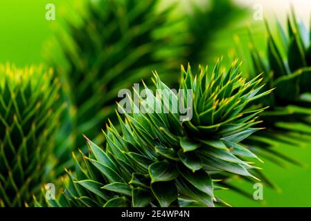 Zweig der Araucaria araucana, Affe Puzzle-Baum, Affe Schwanz Baum, oder chilenischen Kiefer. Es ist ein immergrüner Baum, die widerstandsreichste Art im Nadelbaum Genu Stockfoto