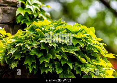 Englisch Ivy oder Hedera Helix ist eine anhaftende immergrüne Weinpflanze. Stockfoto