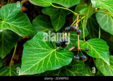 Beeren oder Früchte von Efeu oder Hedera Helix. Stockfoto
