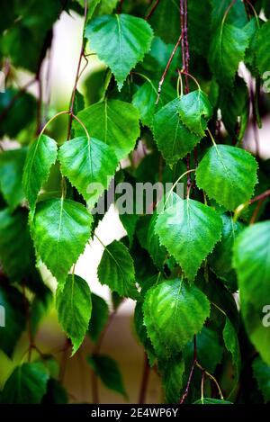Grüne Blätter von Birke natürlichen Hintergrund. Naturkonzept Stockfoto