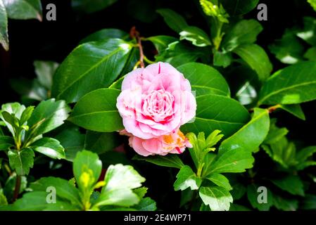 Schöne lebendige rosa Japanische Kamelienblüten von oder Camelia japonica. Stockfoto