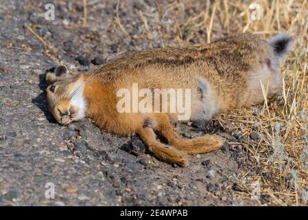 Hare roadkill auf asphaltierter Straße. Tier wurde auf Kopfhöhe getroffen, hat aber immer noch Ohren, die hochstehen. Stockfoto