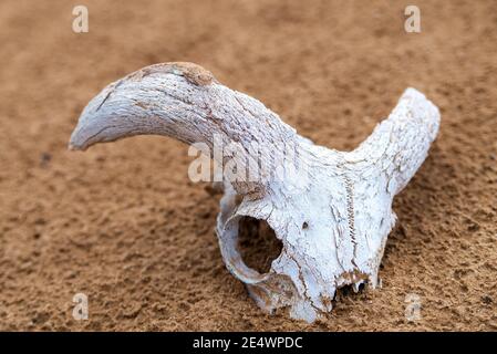 Getupfte krötenköpfige Agama auf einem Schädel oder Knochen. Stockfoto