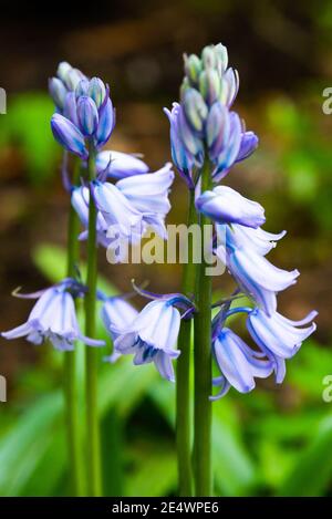 Bluebell Blume vor verschwommenem grünen Hintergrund. Stockfoto