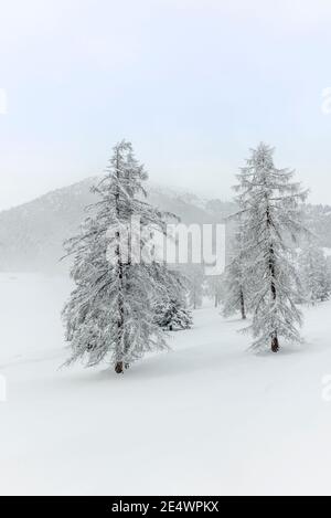 Skitouren in den Bergen und Wald oberhalb von Alvaneu in Die Schweizer Alpen Stockfoto