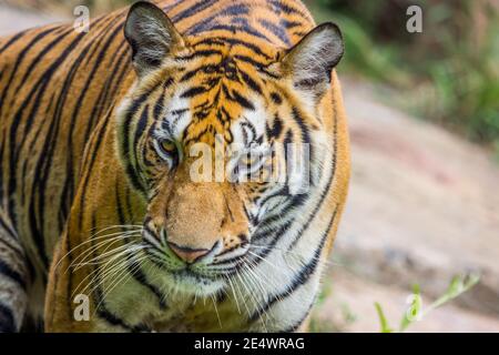 Royal Bengal Tiger wachsam und starrte auf die Kamera Stockfoto