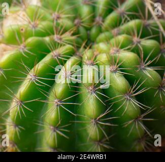 Echinopsis subdenudata (gemeinhin Domino Kaktus, nächtblühender Igel, Osterlilie Kaktus) ist eine Kaktusart.Selektiver Schwerpunkt. Stockfoto