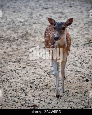 Das Chital, auch als Gefleckter Hirsch, Chitalhirsch und Achsenhirsch bekannt, ist eine Rentierart, die auf dem indischen Subkontinent heimisch ist. Stockfoto