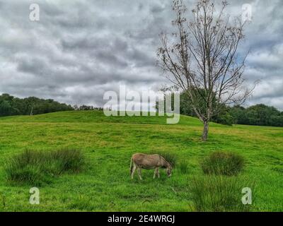 Esel grasen in einem grünen Grasfeld auf einem bewölkten Tag Stockfoto