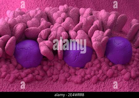 Peyer's Patches lymphoides Gewebe im menschlichen Körperteil des Immunsystem 3d Illustration isometrische Ansicht Stockfoto