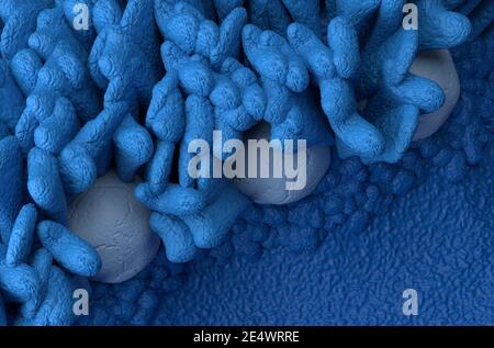 Peyer's Patches lymphoides Gewebe im menschlichen Körperteil des Immunsystem 3d Abbildung Draufsicht Stockfoto