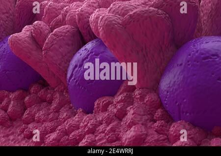 Peyer's Patches lymphoides Gewebe im menschlichen Körperteil des Immunsystem 3d-Illustration Nahaufnahme Stockfoto