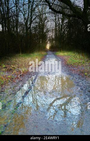 Ein menschenleerer, nasser Tag im historischen, mittelalterlichen Wald von King's Wood in Corby, England, während der nationalen Sperre wegen Covid-19, Januar 2021. Stockfoto