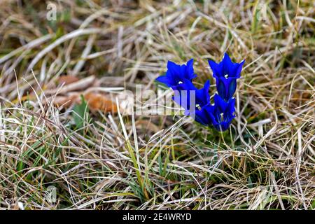 Der Sumpfgenzian eine seltene Pflanze unter Naturschutz, die in Bayern am Ammersee wächst Stockfoto