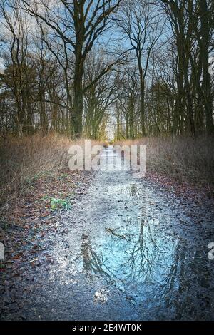 Ein menschenleerer, nasser Tag im historischen, mittelalterlichen Wald von King's Wood in Corby, England, während der nationalen Sperre wegen Covid-19, Januar 2021. Stockfoto