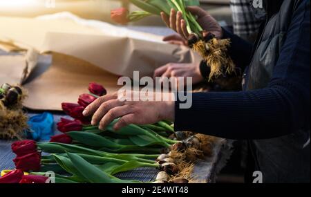 Die Floristen im Gewächshaus sammeln die Blumensträuße der Tulpen für die Lieferung Stockfoto