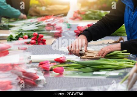 Die Floristen im Gewächshaus sammeln die Blumensträuße der Tulpen für die Lieferung Stockfoto