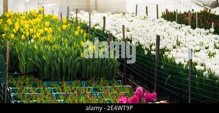 Gewächshäuser für wachsende Tulpen. Blumenzucht Stockfoto