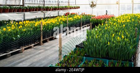 Gewächshäuser für wachsende Tulpen. Blumenzucht Stockfoto