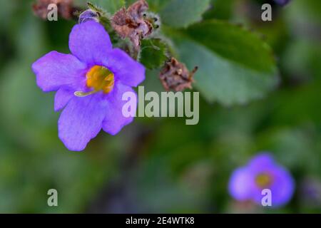 Lila und gelbe Blume mit grünen Blättern im Garten Stockfoto