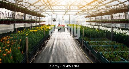 Gewächshäuser für wachsende Tulpen. Blumenzucht Stockfoto