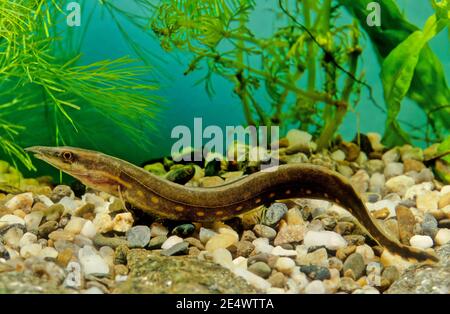 Der Feueraal (Mastacembelus erythrodaenia) ist eine relativ große Art von Stachelaal. Stockfoto