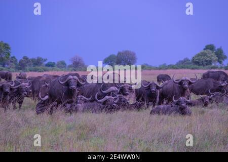 Wasserbüffelherde grasen im Okavango Delta, Botswana Stockfoto