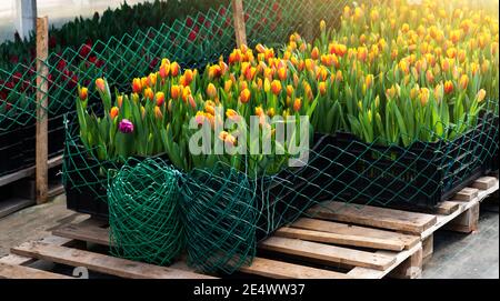 Gewächshäuser für wachsende Tulpen. Blumenzucht Stockfoto