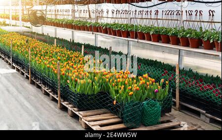 Gewächshäuser für wachsende Tulpen. Blumenzucht Stockfoto