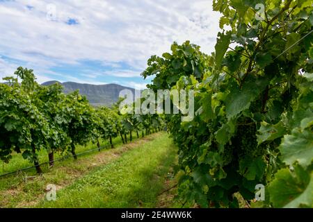 Grüne Reihen von Weinreben mit Brokenback Mountain Range im Hintergrund Hunter Valley, New South Wales Australien Stockfoto