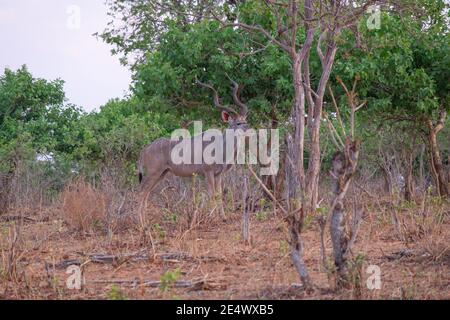 Kudu in Okavango Delta, Botswana Stockfoto