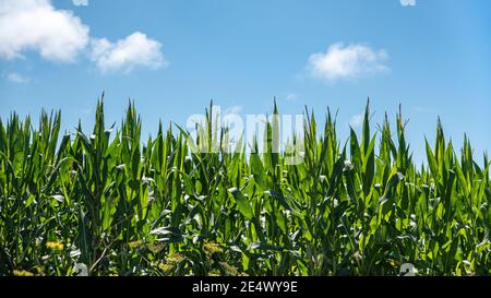 Dicht gepflanzte Mais an einem sonnigen Tag, halb blau und halb grün Stockfoto