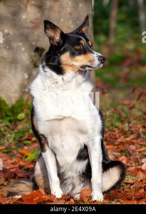 Dreifarbige Border Collie, sitzend, umgeben von Blättern, Herbst Stockfoto