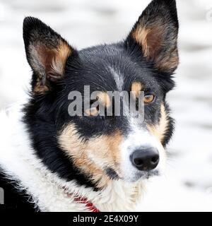 Dreifarbige Border Collie, Nahaufnahme, am Strand Stockfoto