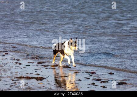 Dreifarbiger Border Collie, der am Strand entlang läuft Wasserrand Stockfoto