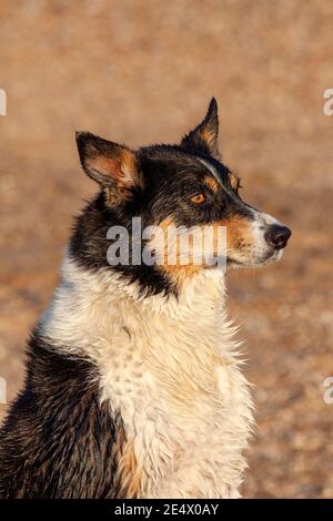 Dreifarbige Border Collie sitzt an einem Strand Stockfoto