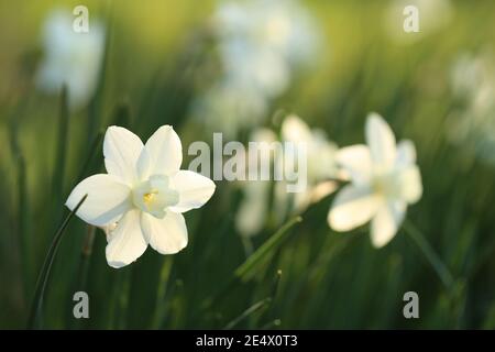 Weiße Narzissen blühen in den Sonnenstrahlen auf einem verschwommenen Gartenhintergrund. Frühlingsblumen.Blumenzucht und Gartenbau Konzept. Wachsende Narzissen Stockfoto