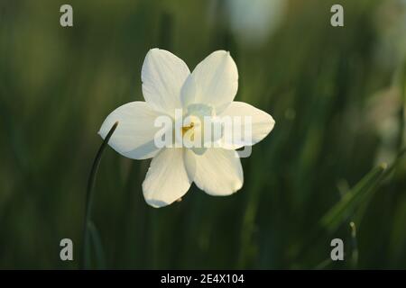 Weiße Narzissen blühen in den Sonnenstrahlen auf einem verschwommenen Gartenhintergrund. Frühlingsblumen.Blumenzucht und Gartenbau Konzept. Wachsende Narzissen Stockfoto