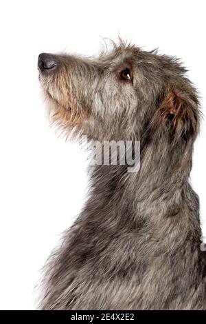 Irish Wolfshund vor einem weißen Hintergrund Stockfoto