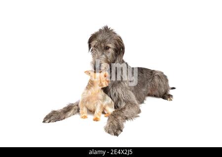 Irish Wolfhound und Yorkshire Terrier vor einem weißen Hintergrund Stockfoto