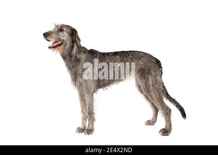 Irish Wolfshund vor einem weißen Hintergrund Stockfoto