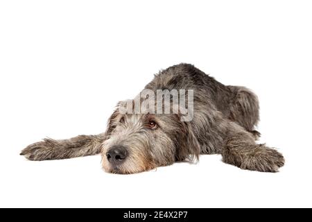 Irish Wolfshund vor einem weißen Hintergrund Stockfoto