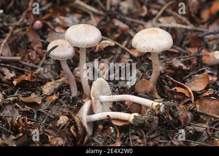 Inocybe lilacina (Inocybe geophylla var. lilacina), bekannt als Lilac FiberCap, Wildpilze aus Finnland Stockfoto