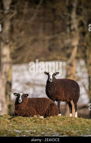 Lauder, Scottish Borders. Schottland, Großbritannien. 24. Januar 2021 Lauder, Scottish Borders. Schottland, UK Farming, Schottland Winterwetter, Bild zeigt Zwartbles grasen im Winter Sonnenschein auf verschneiten Feldern in der Nähe von Lauder in den schottischen Grenzen. Die Zwartbles Schafe ist eine kritisch seltene Rasse von Hausschaf mit Ursprung in der Region Friesland im Norden der Niederlande. Es wurde traditionell sowohl für die Fleisch- als auch für die Milchproduktion in der Region itÕs verwendet. Quelle: phil wilkinson/Alamy Live News Stockfoto